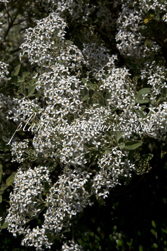 Olearia ‘Waikariensis’