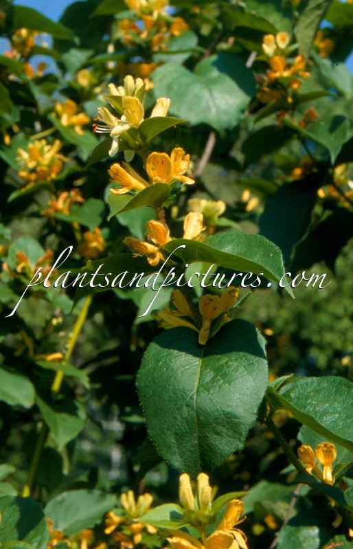 Lonicera notha
