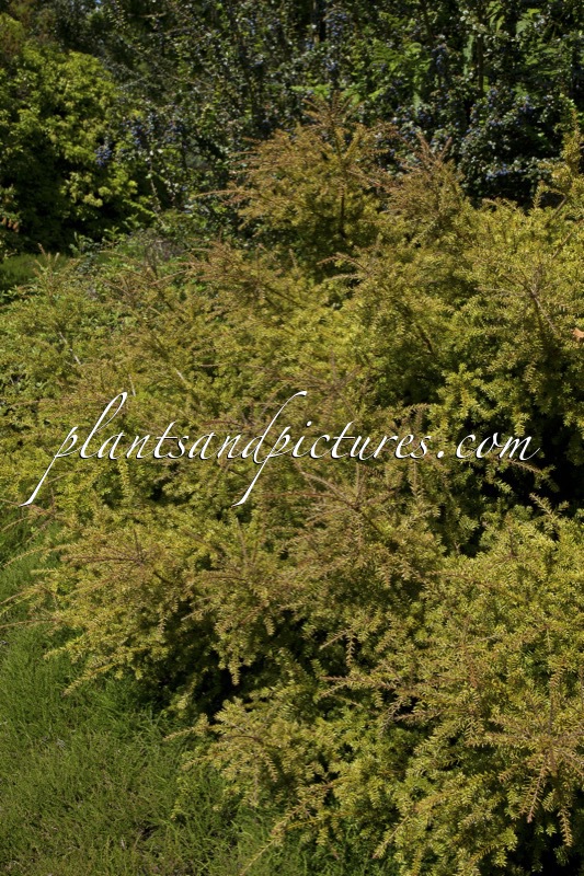 Podocarpus ‘County Park Fire’