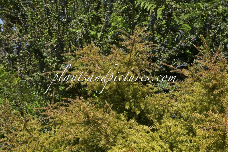 Podocarpus ‘County Park Fire’