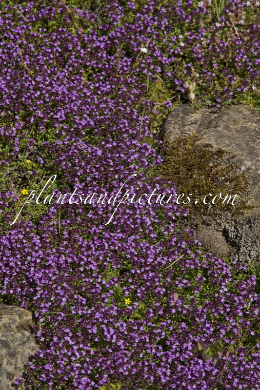 Thymus praecox ‘Coccineus’