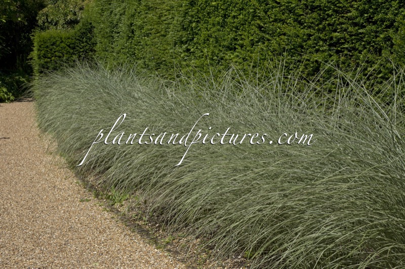 Miscanthus sinensis ‘Morning Light’