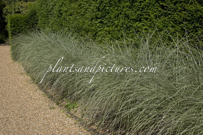 Miscanthus sinensis ‘Morning Light’