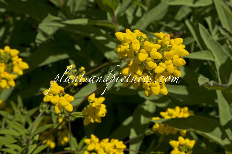 Calceolaria integrifolia
