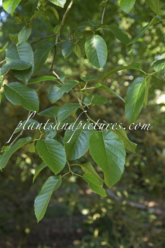 Alnus subcordata