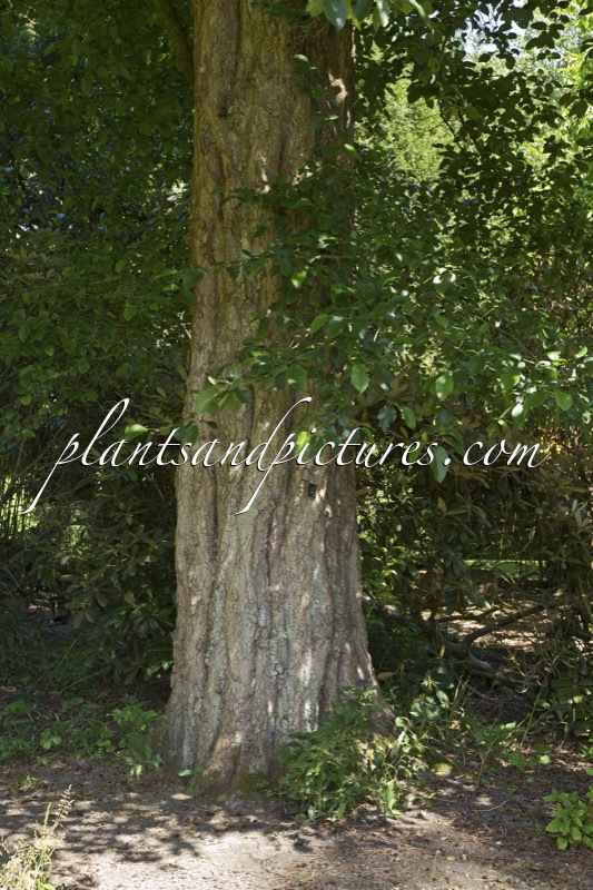 Alnus subcordata