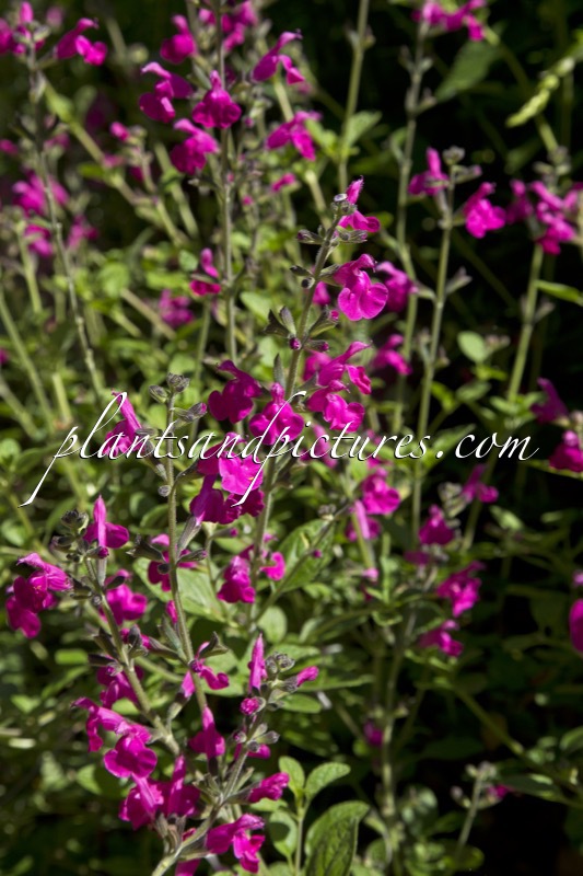 Salvia ‘Dyson’s Gem’