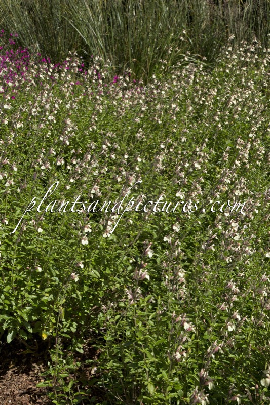 Salvia microphylla ‘Trelissick Creamy Yellow’