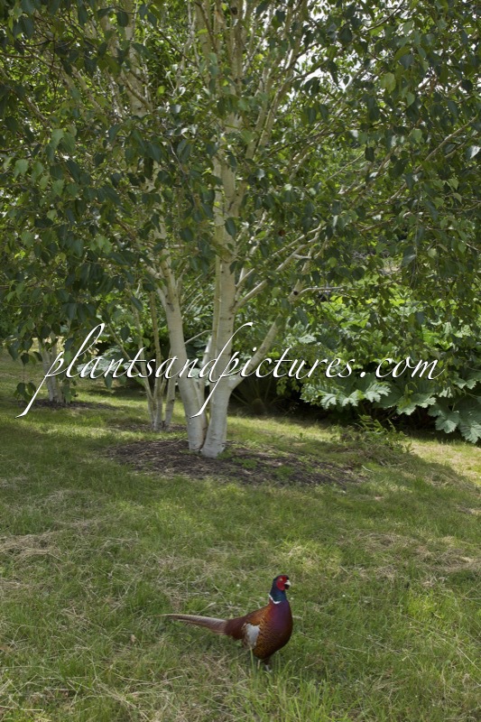 Betula utilis ‘Grayswood Ghost’