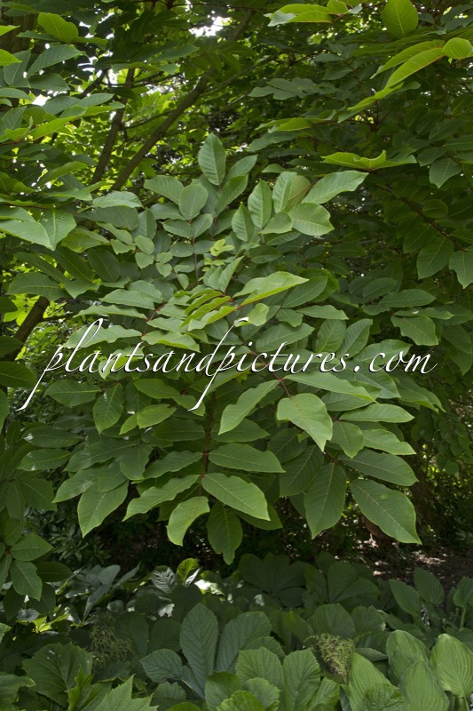 Meliosma veitchiorum