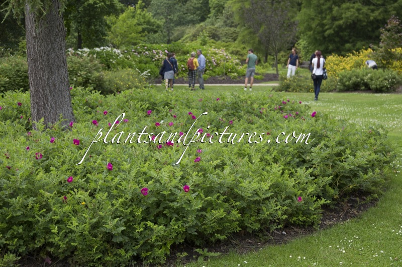 Rosa ‘Bokratrack’ (SHORT TRACK)