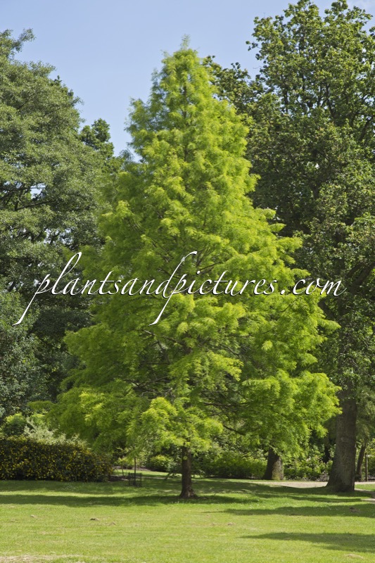 Taxodium distichum ‘Knightii’