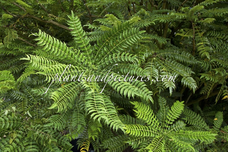 Mahonia oiwakensis subsp. lomariifolia