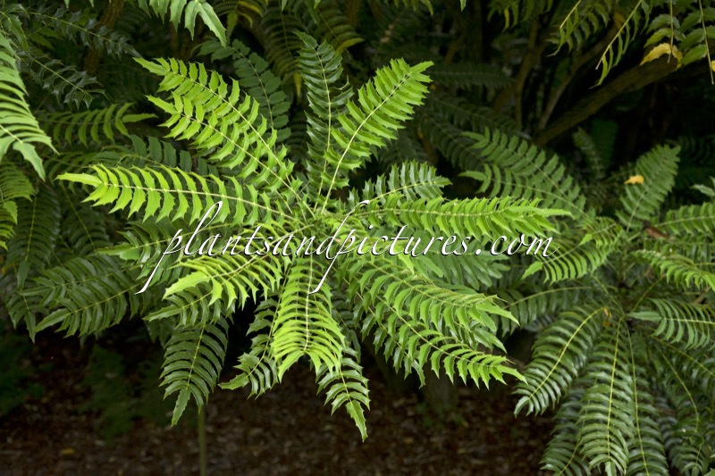 Mahonia oiwakensis subsp. lomariifolia