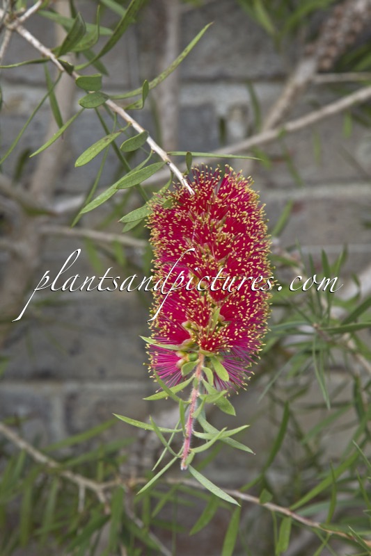Callistemon rugulosus