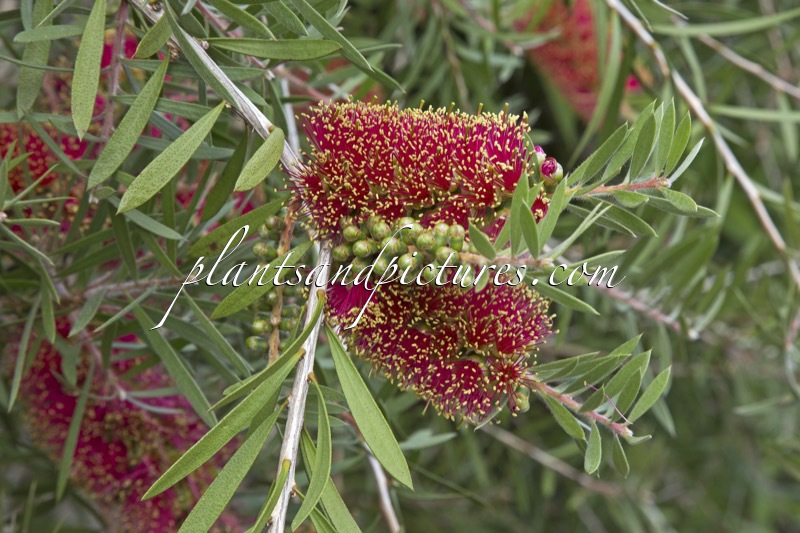 Callistemon rugulosus