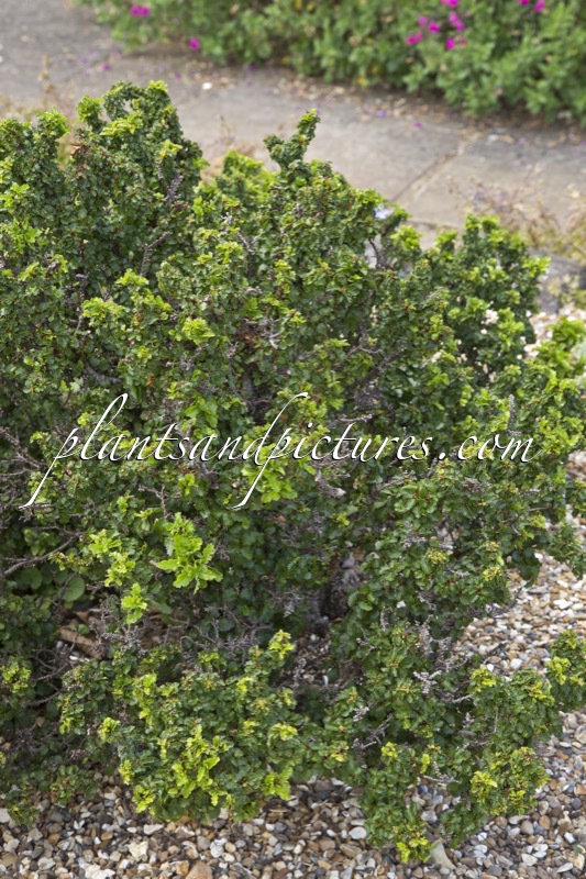 Nothofagus antarctica ‘Dwarf Form’