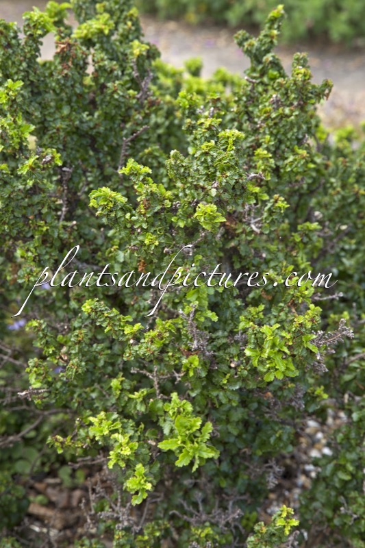 Nothofagus antarctica ‘Dwarf Form’