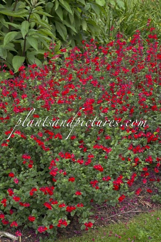 Salvia ‘Royal Bumble’