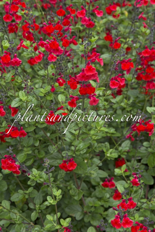 Salvia ‘Royal Bumble’