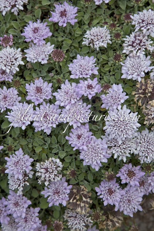 Scabiosa farinosa