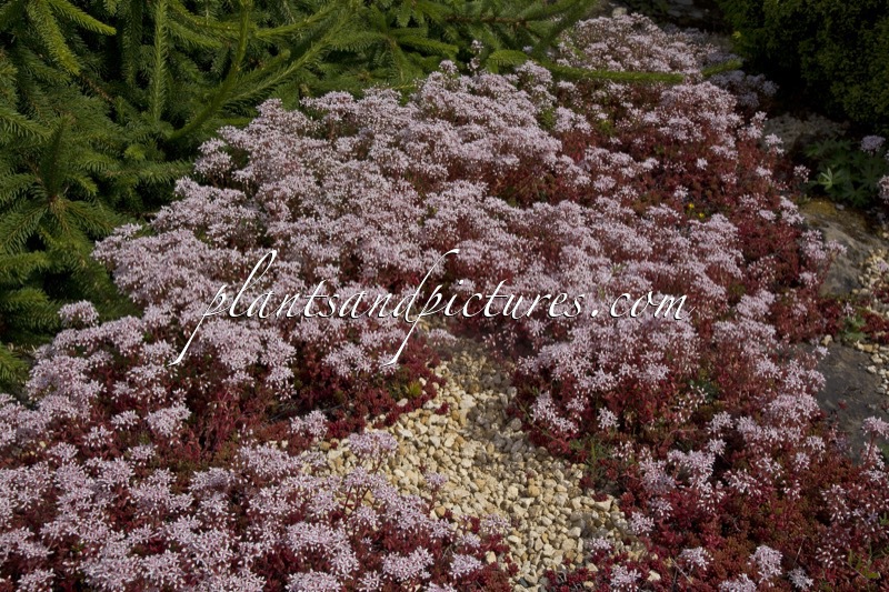 Sedum album ‘Coral Carpet’