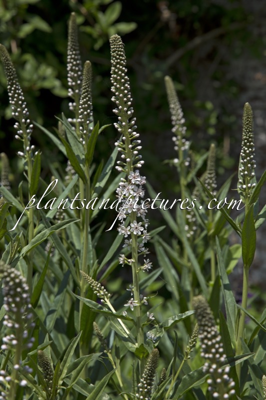Lysimachia ephemerum