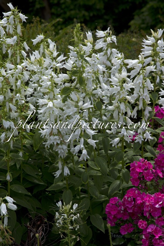 Campanula latifolia ‘Alba’