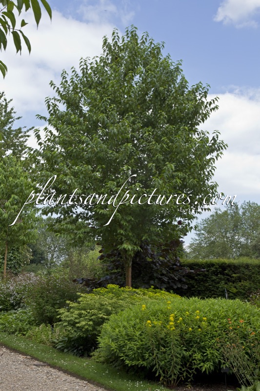 Prunus maackii ‘Amber Beauty’