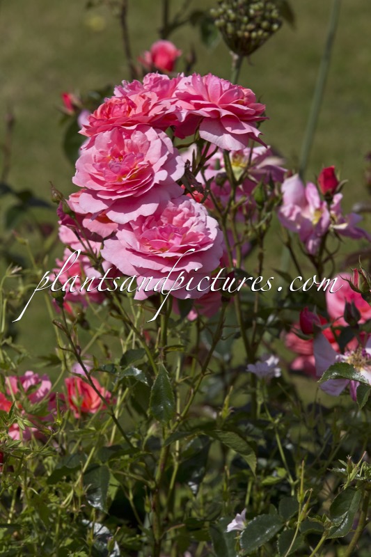 Rosa ‘Beajoker’ (MARGARET GREVILLE)