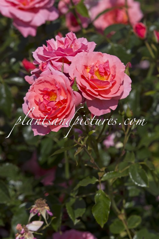 Rosa ‘Beajoker’ (MARGARET GREVILLE)