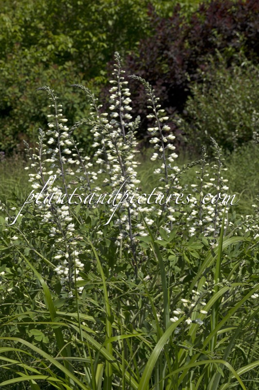 Baptisia alba var. macrophylla