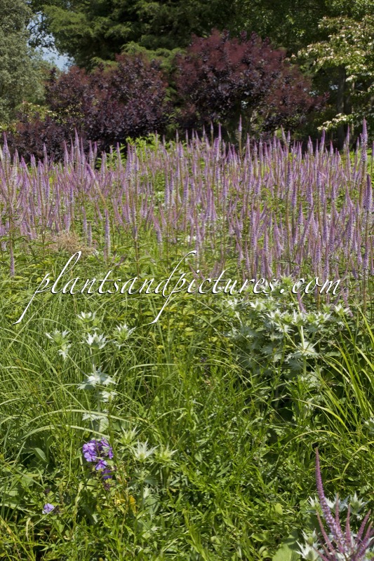 Veronicastrum virginicum ‘Adoration’