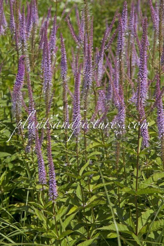 Veronicastrum virginicum ‘Adoration’