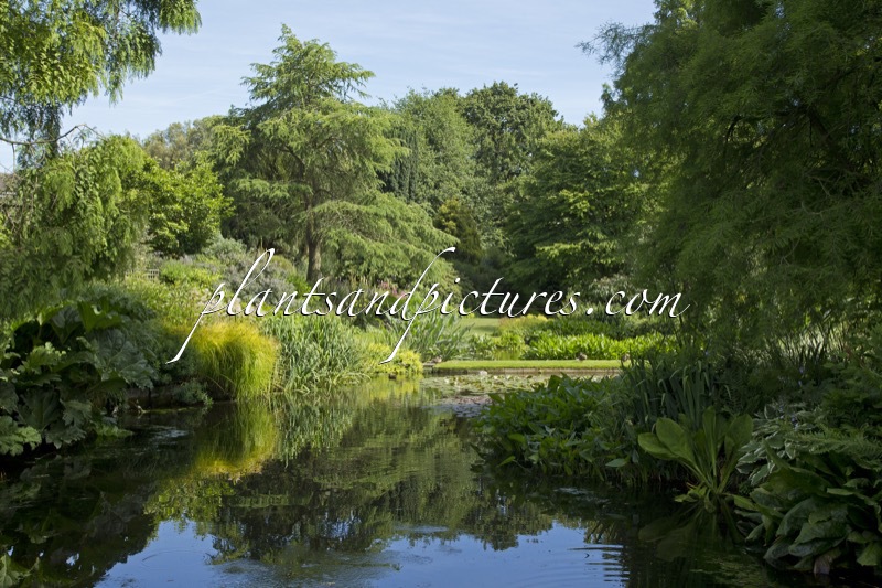 Beth Chatto Gardens