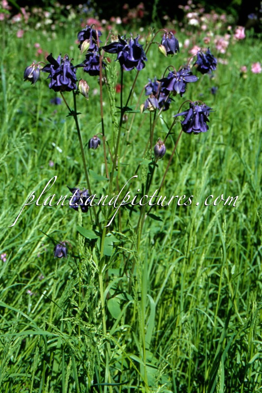 Aquilegia vulgaris