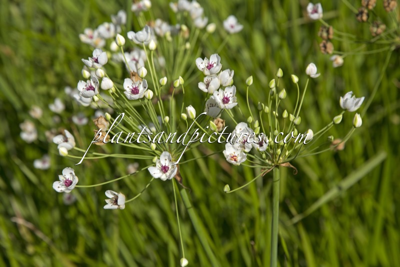 Butomus umbellatus ‘Alba’