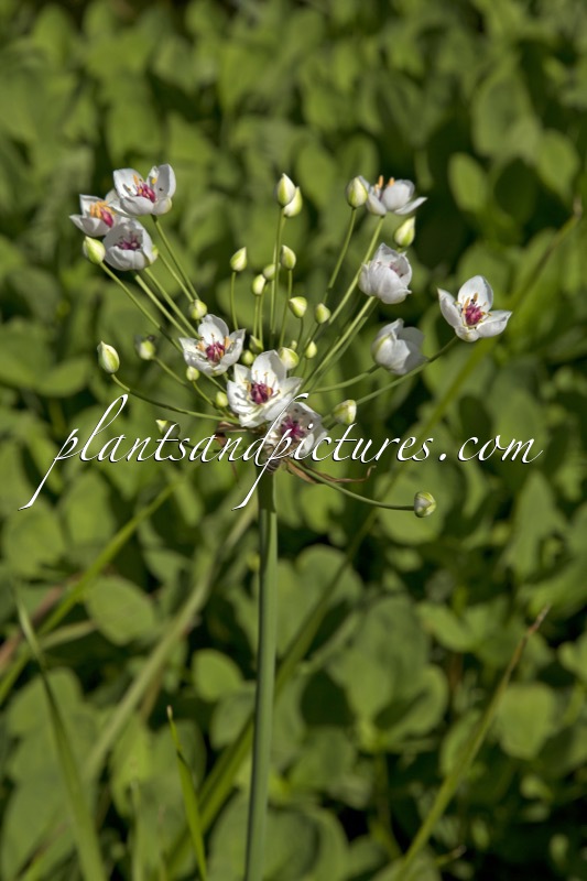 Butomus umbellatus ‘Alba’