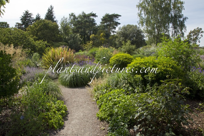 Beth Chatto Gardens
