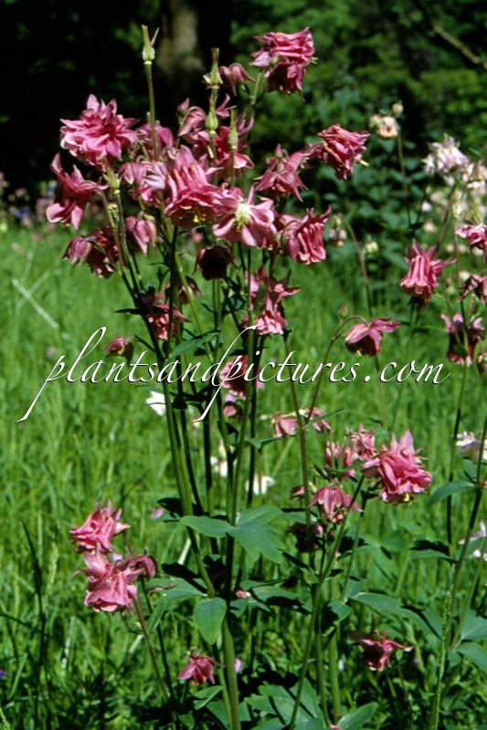 Aquilegia vulgaris