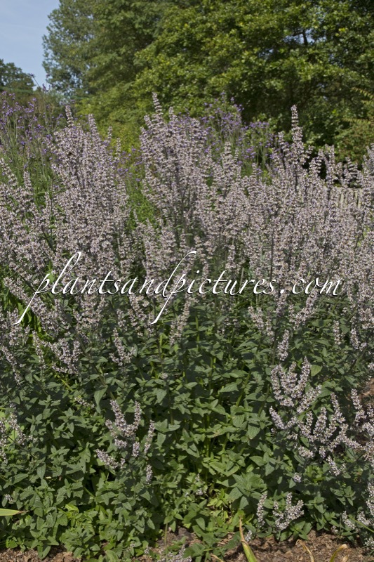 Nepeta nuda ‘Romany Dusk’