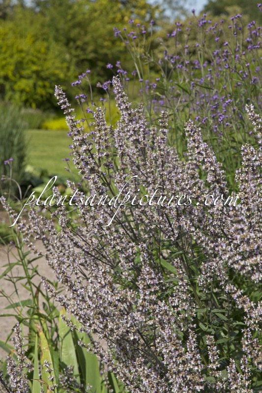 Nepeta nuda ‘Romany Dusk’