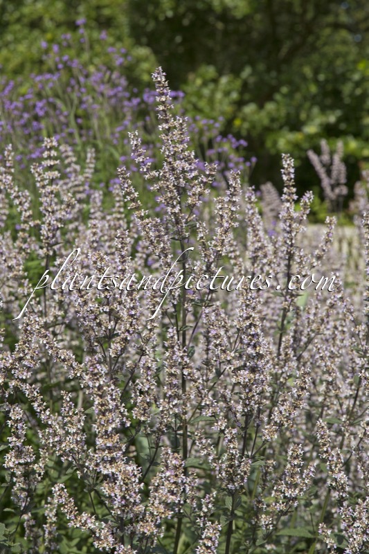 Nepeta nuda ‘Romany Dusk’