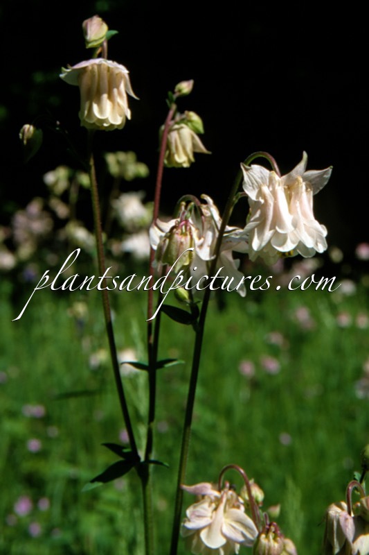 Aquilegia vulgaris