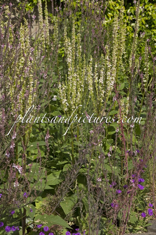 Verbascum chaixii ‘Album’