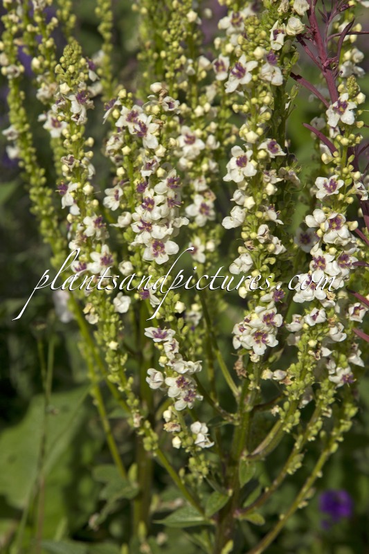 Verbascum chaixii ‘Album’