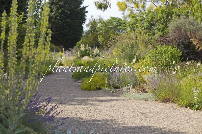 Beth Chatto Gardens