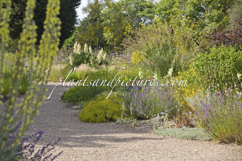Beth Chatto Gardens