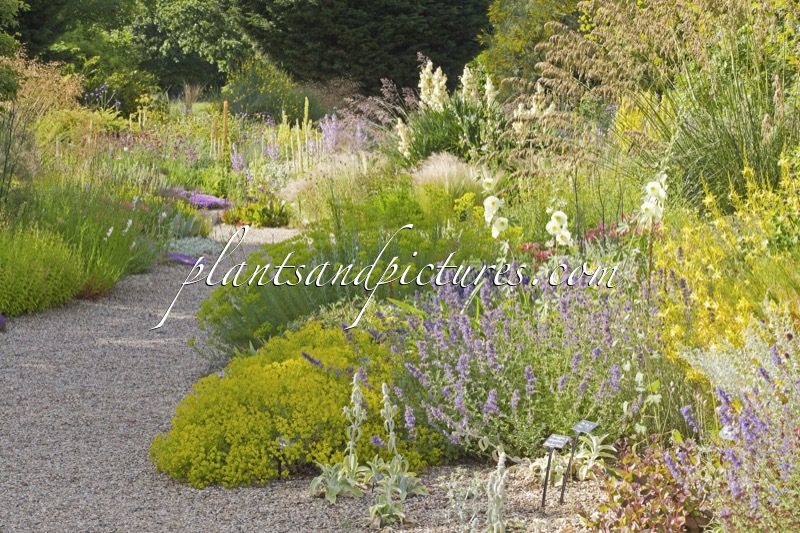 Beth Chatto Gardens