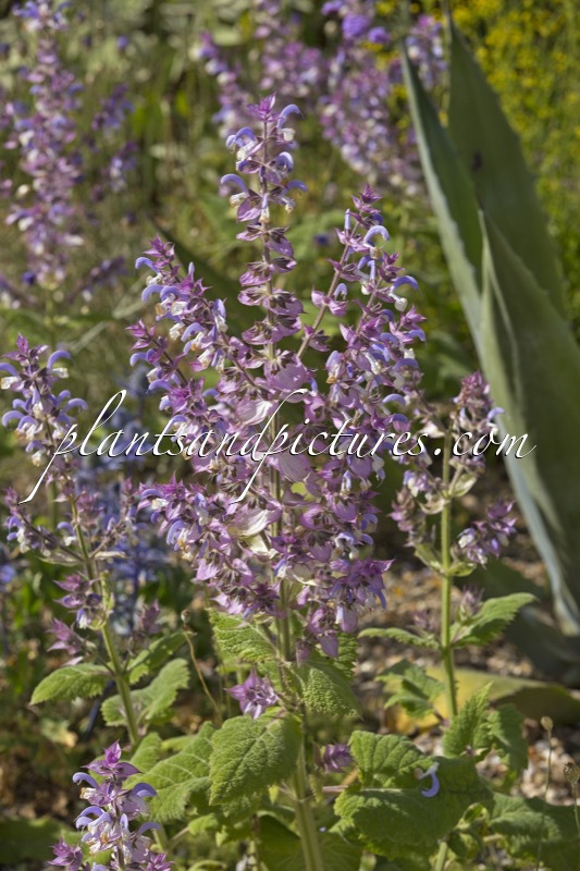 Salvia sclarea var. turkestanica